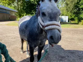 Jake LF – 6 års Dartmoor vallak (ca. 126 cm)
