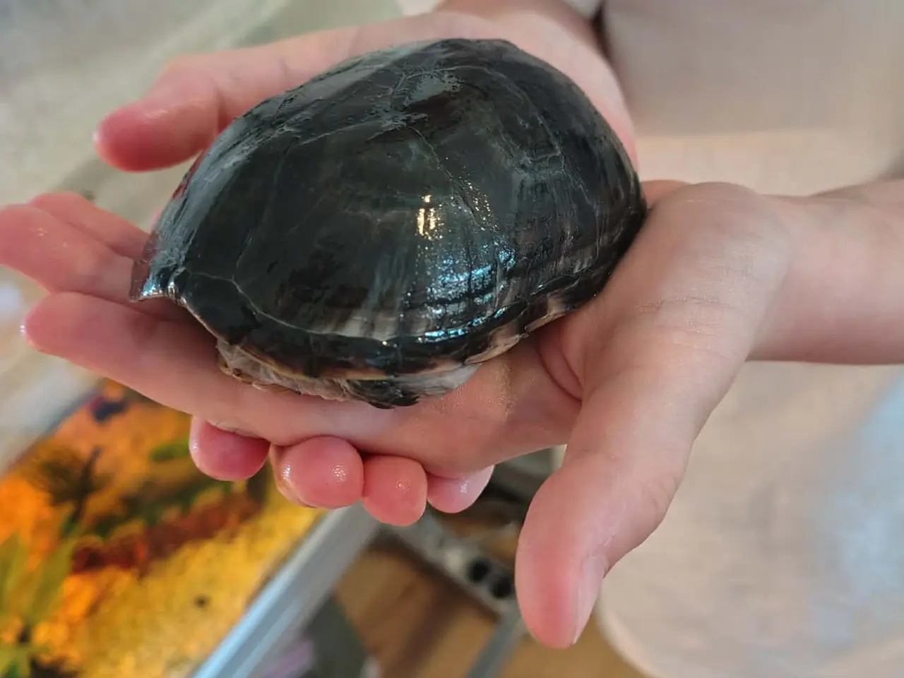 Billede 10 - Sumpskildpadder og 250 l akvarie med alt tilbehør