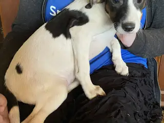 Hundehvalpe Dansk/svenskgårdhunde