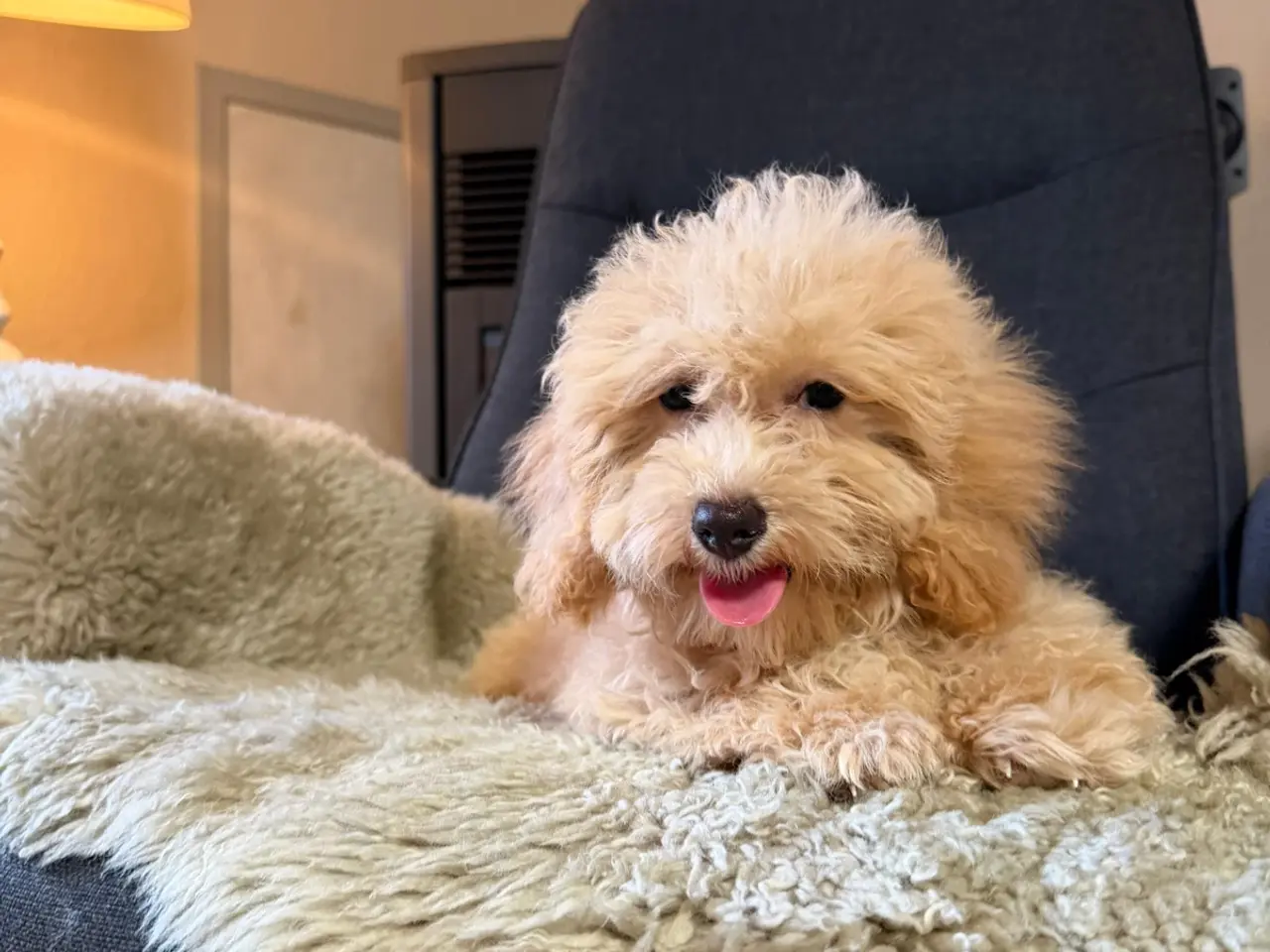 Billede 3 - ❤️ Søde Maltipoo-hvalpe klar til nye kærlige hjem 