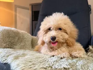 ❤️ Søde Maltipoo-hvalpe klar til nye kærlige hjem  - 3