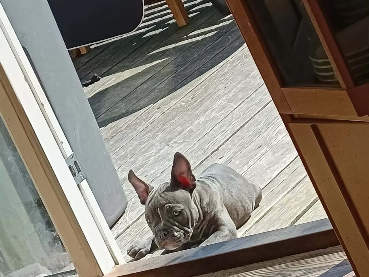 Billede 4 - Søger nyt hjem