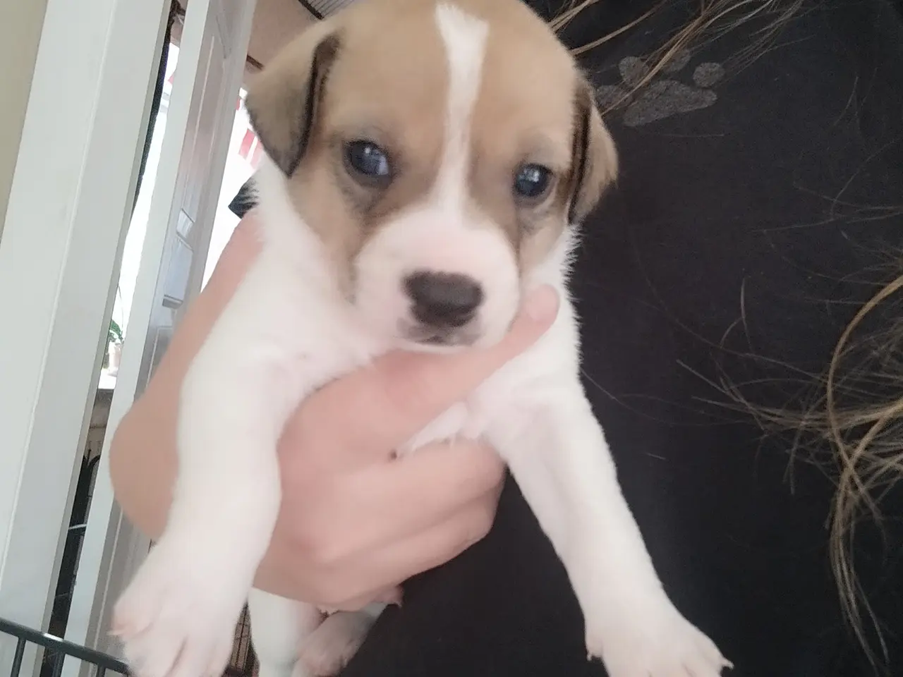 Billede 1 - Dansk svensk gårdhund hvalp