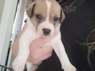 Dansk svensk gårdhund hvalp 
