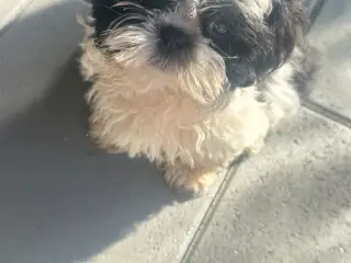 Søde Shih-tzu hvalpe leder efter deres nye familie - 2