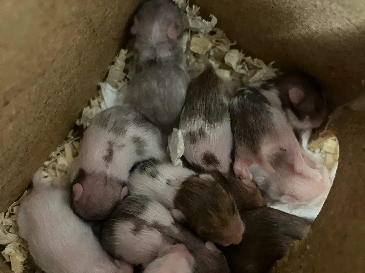 Billede 7 - Guldhamster unger