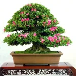 Bonsai V.