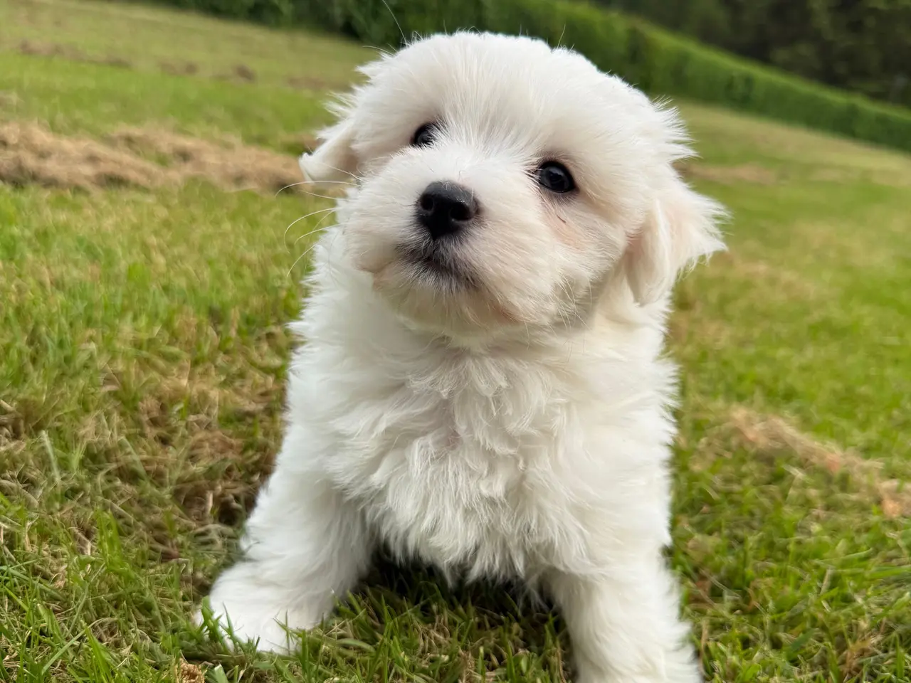 Billede 5 - Bichon havanais / malteser hvalpe