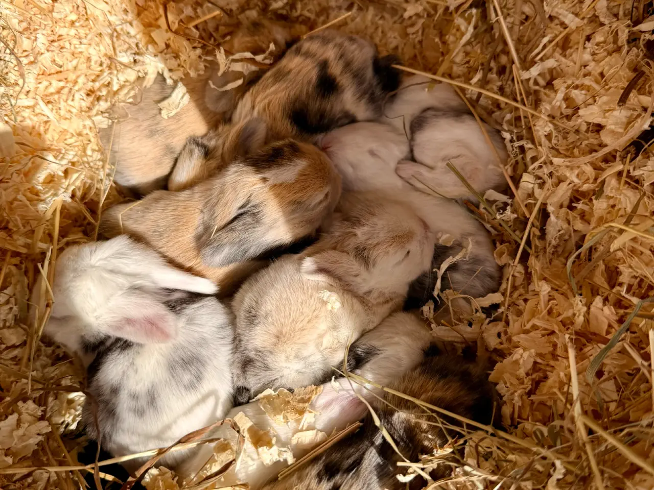 Billede 1 - Mini Lop kaninunger