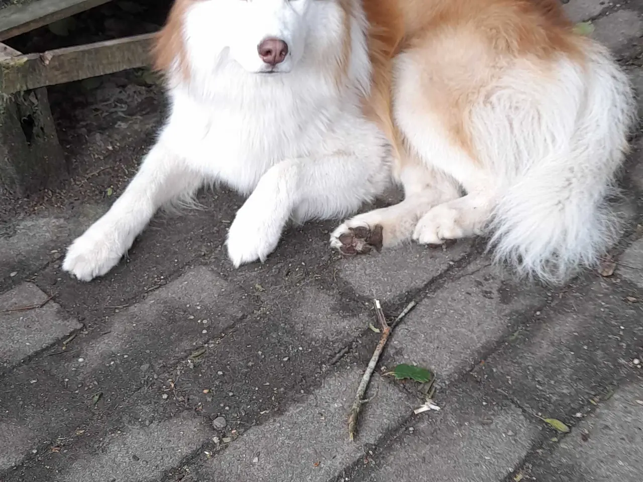 Billede 1 - Siberian husky til parring
