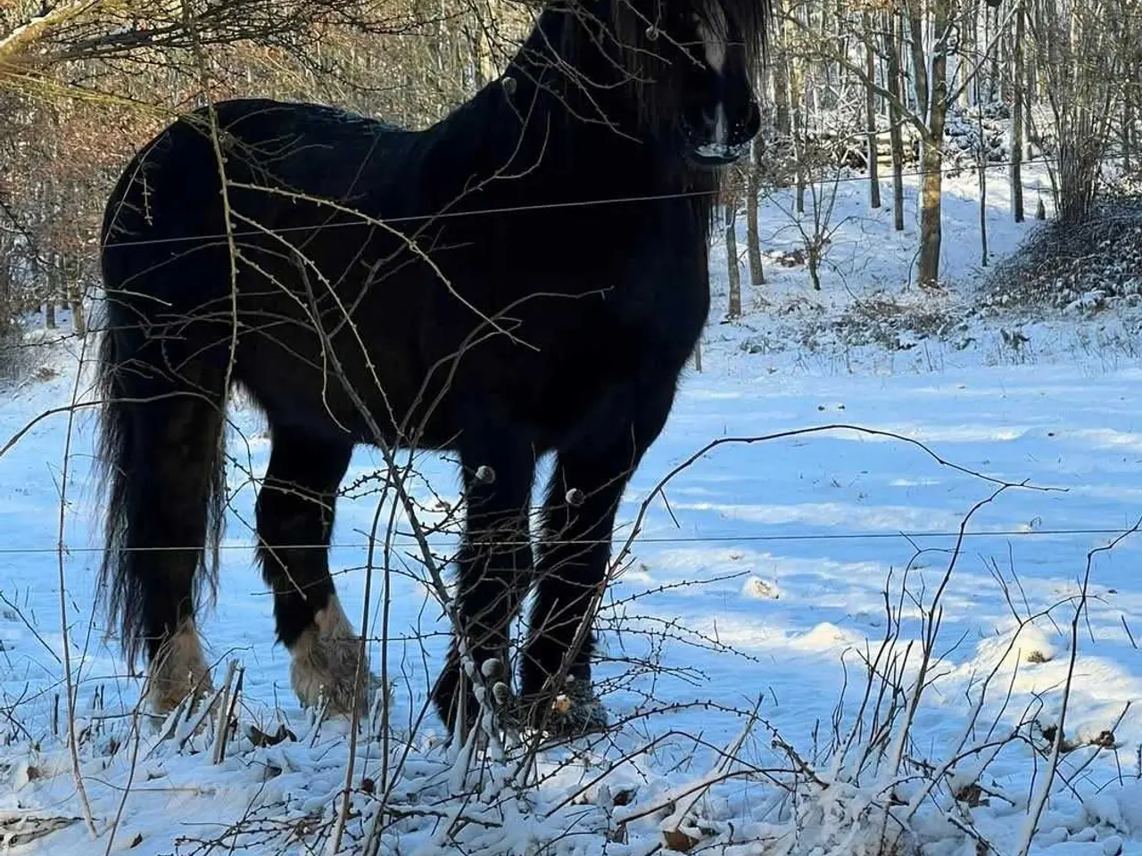 Billede 8 - Tinker/Irish cob vallak