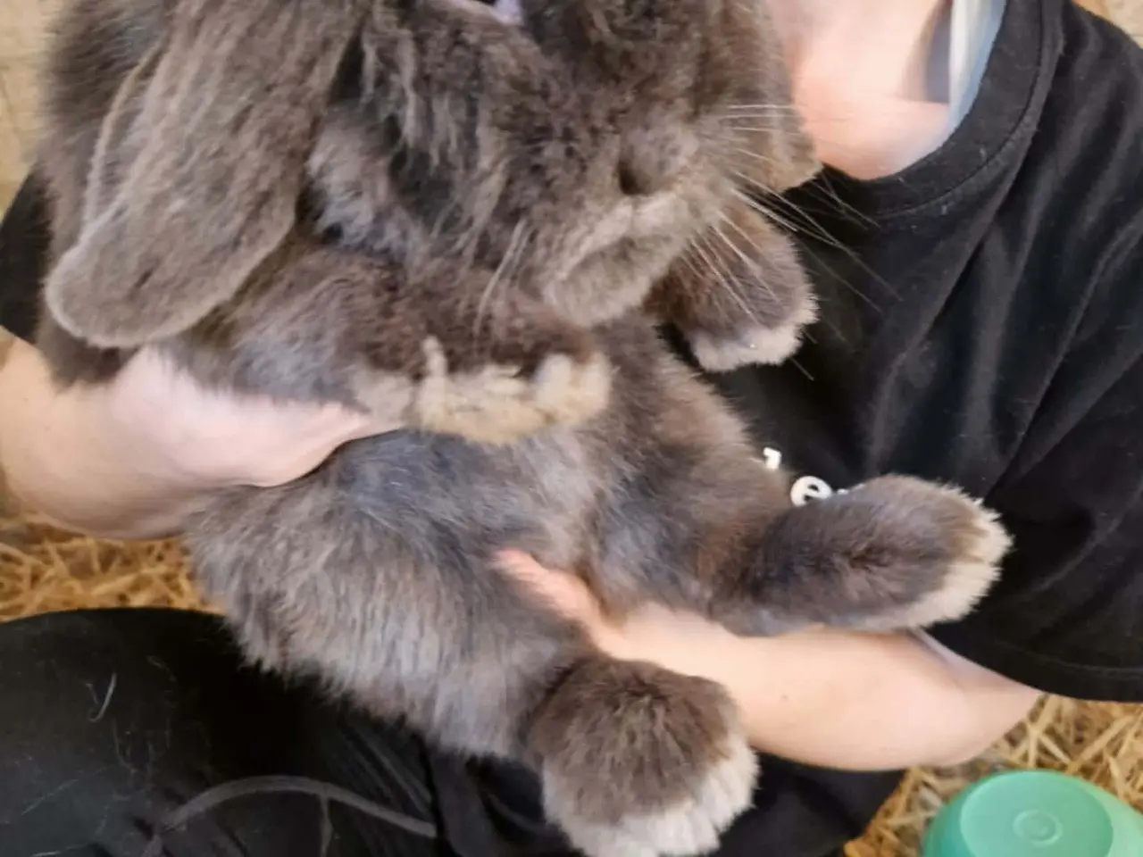 Billede 3 - Minilop-kaninunger