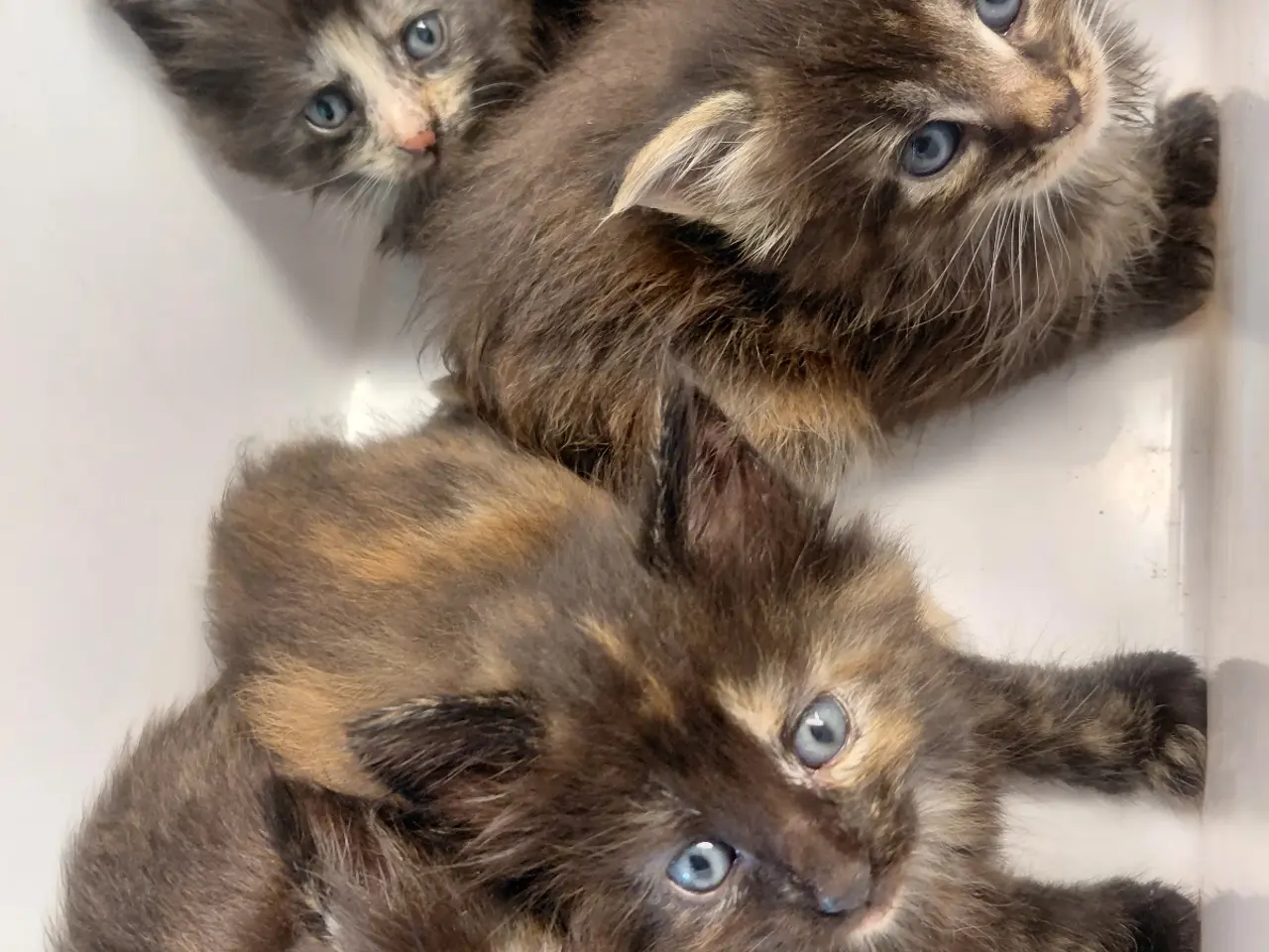 Billede 1 - Maine Coon mor Norsk Skovkat far