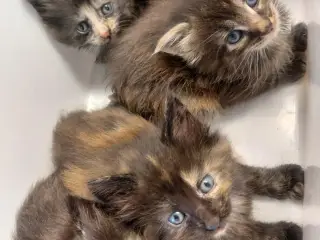 Maine Coon mor Norsk Skovkat far