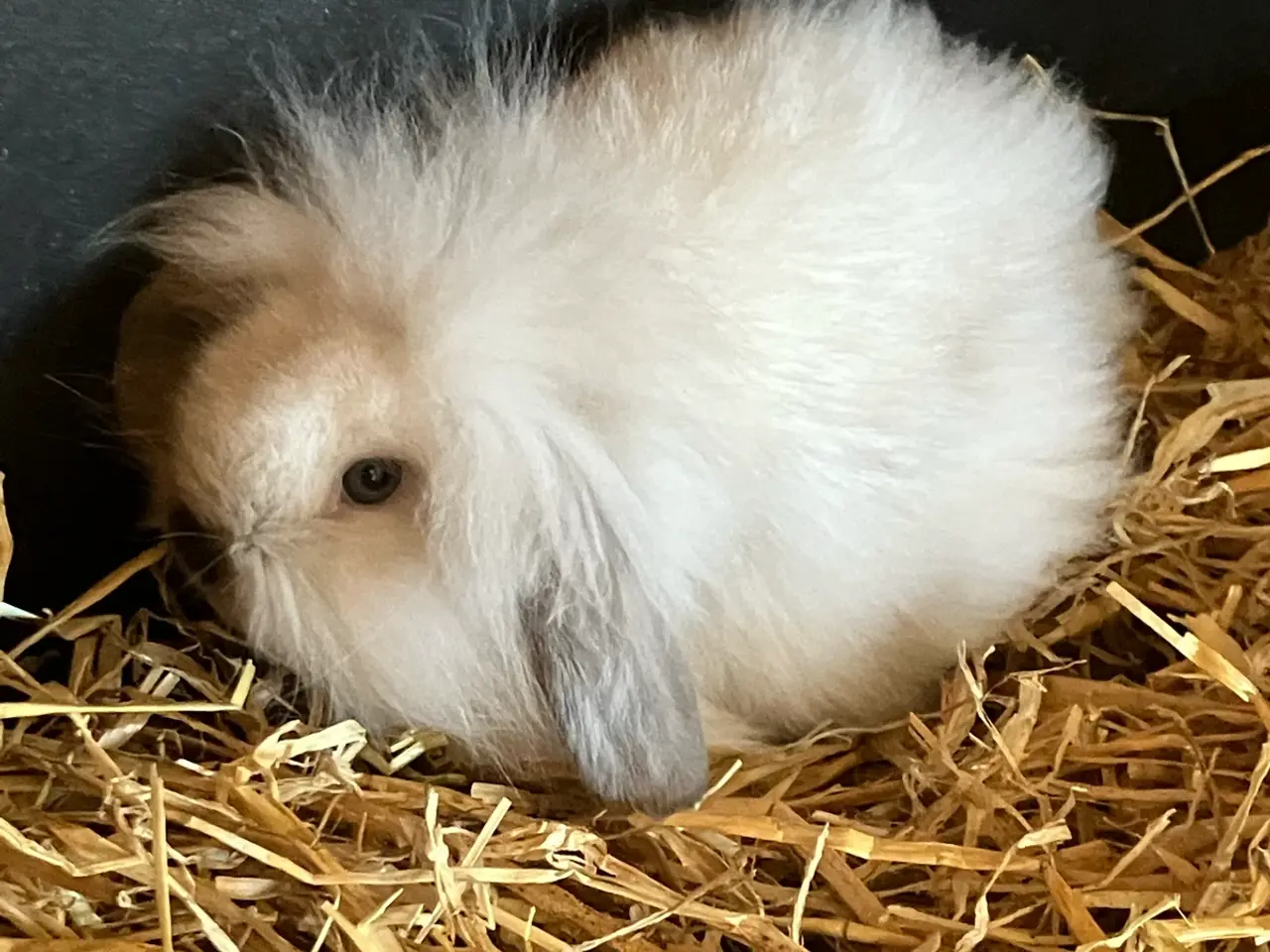 Billede 2 - Lion lop kanin unger