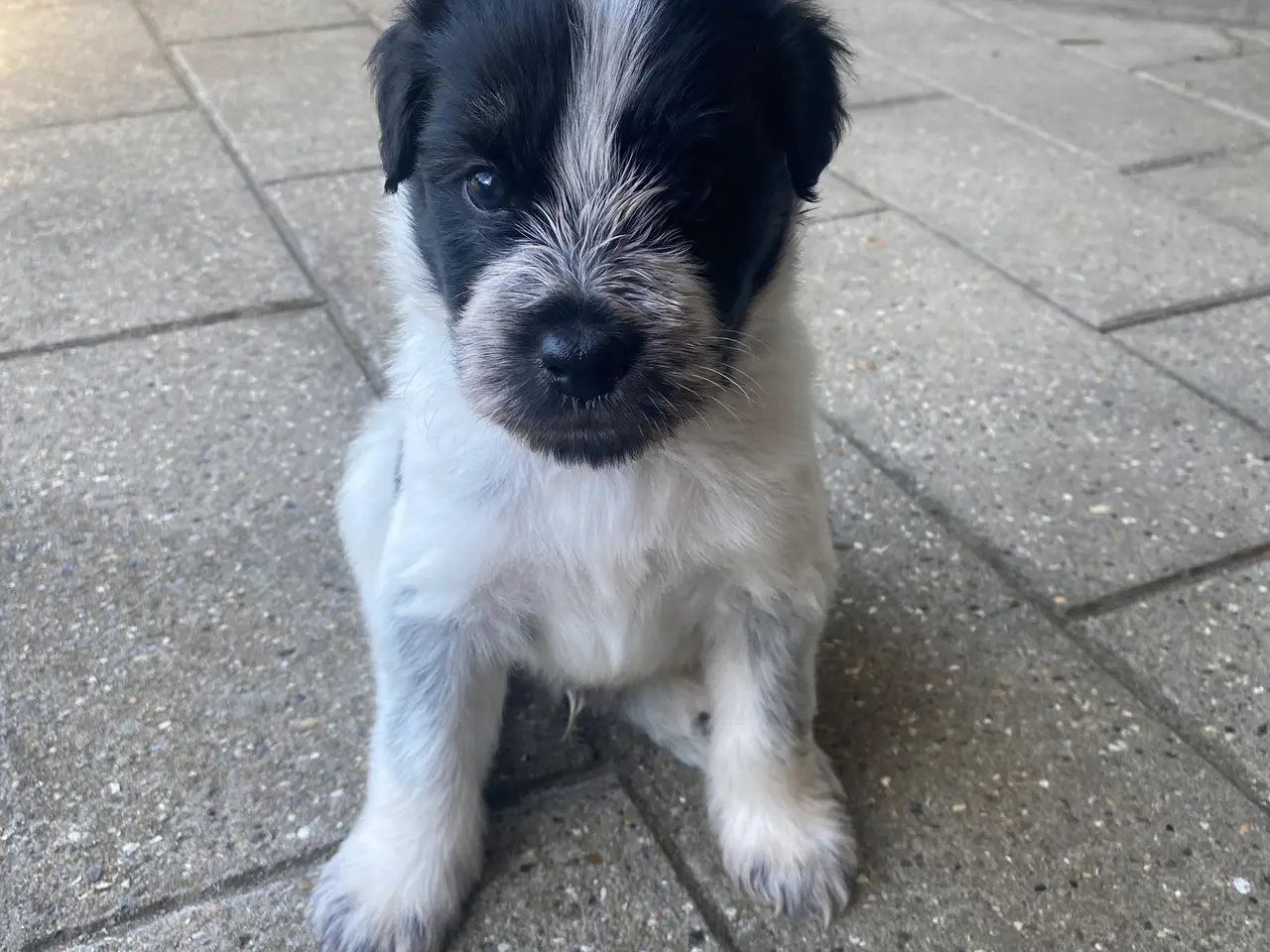 Billede 5 - Samojede/schapendoes hvalpe🩷🐾
