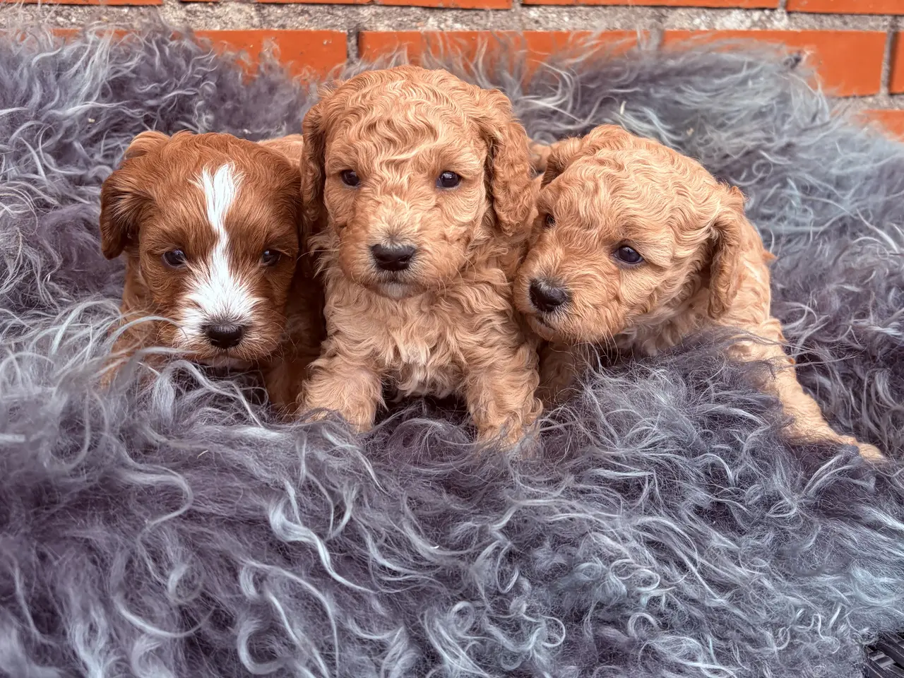 Billede 2 - 3 smukke Cavapoo drenge