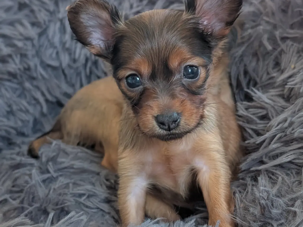 Billede 3 - Russisk Toy - DKK stamtavle 