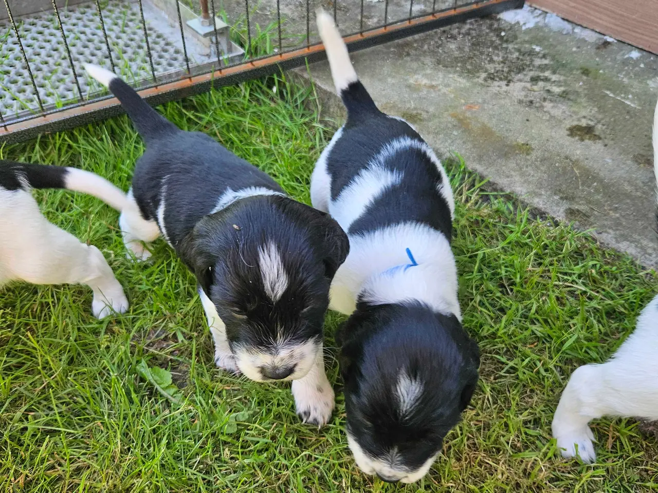 Billede 10 - Engelsk springer spaniel 