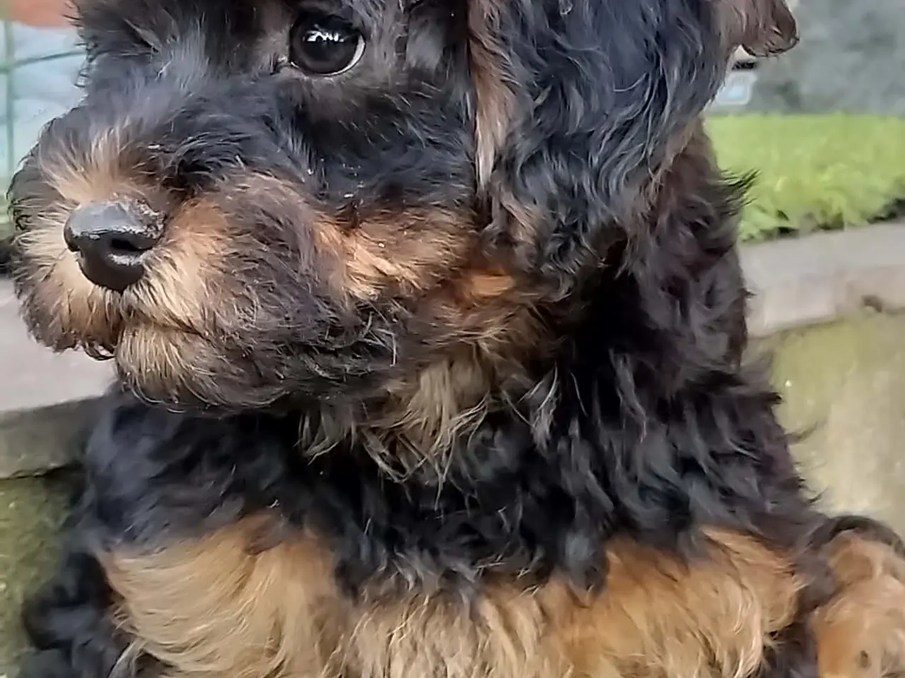 Billede 1 - Havapoo F1 De sødeste mini doddles