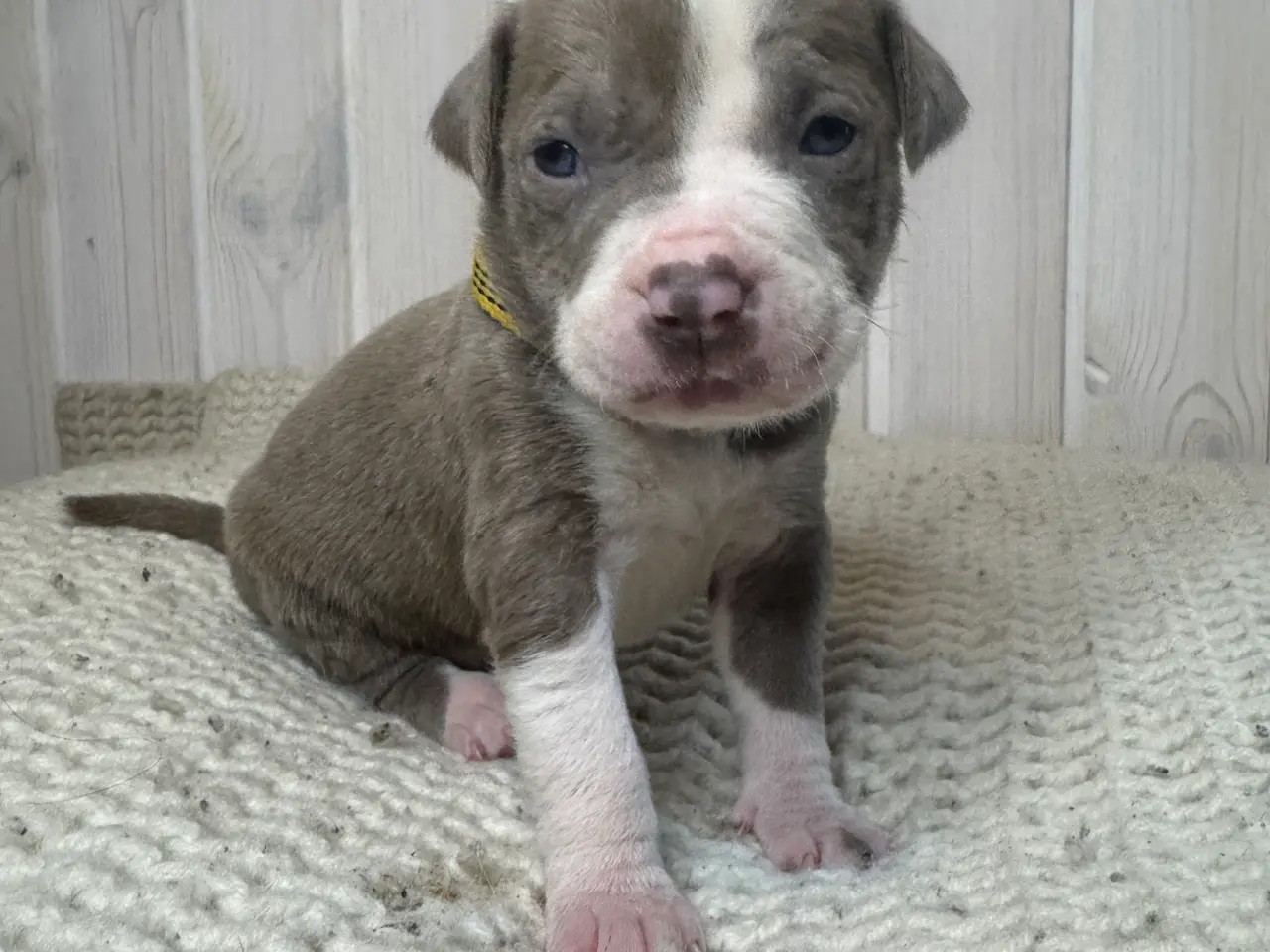 Billede 5 - Anarican Bully xl hvalpe