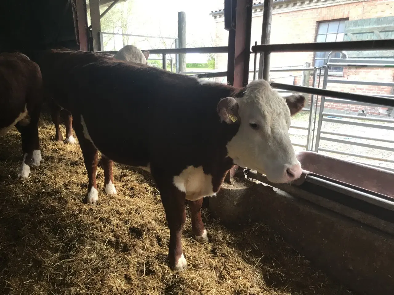 Billede 2 - Hereford