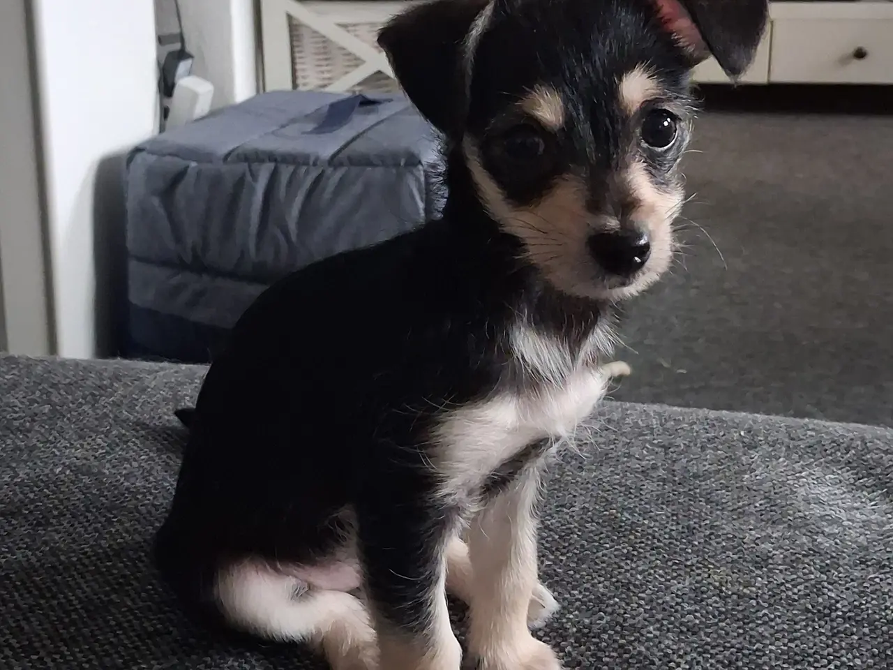 Billede 1 - Chihuahua puddel blanding tæve