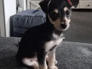 Chihuahua puddel blanding tæve