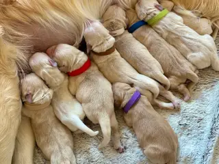 Golden Retriever Hvalpe