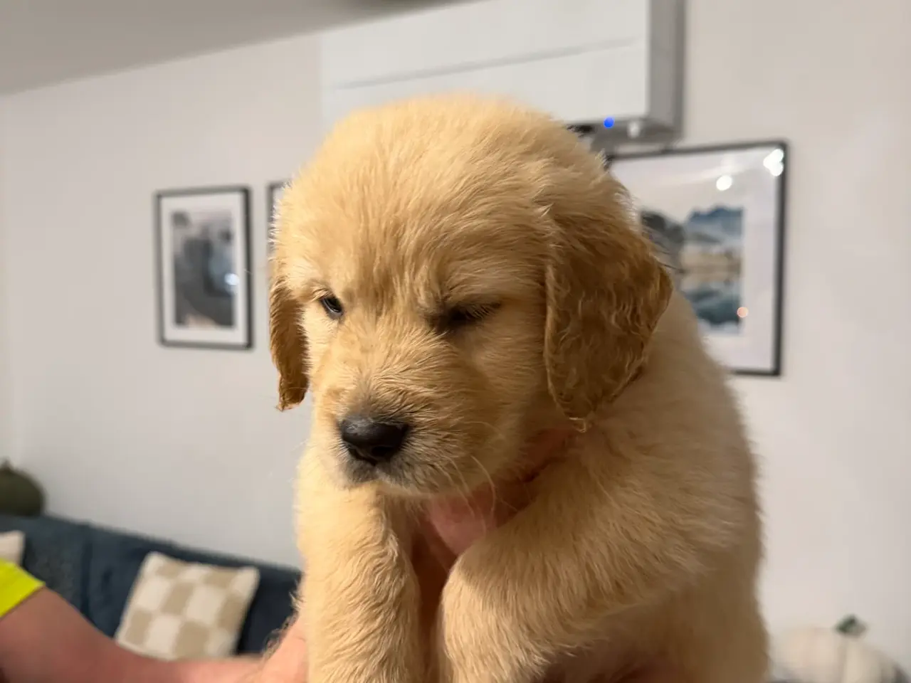 Billede 9 - Kun 3 skønne Golden Retriever hvalpe tilbage
