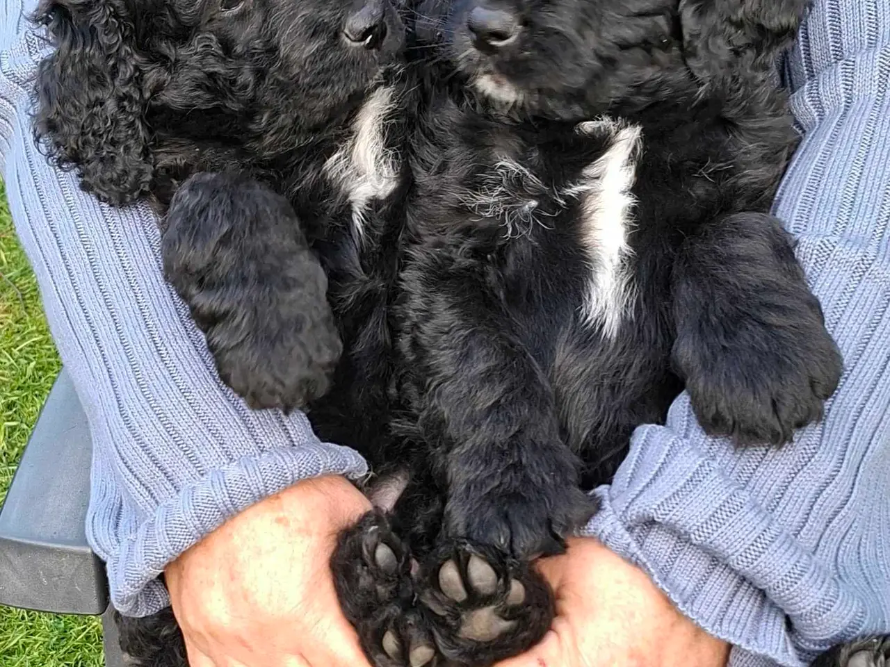 Billede 4 - Bernerdoodle / doodle  