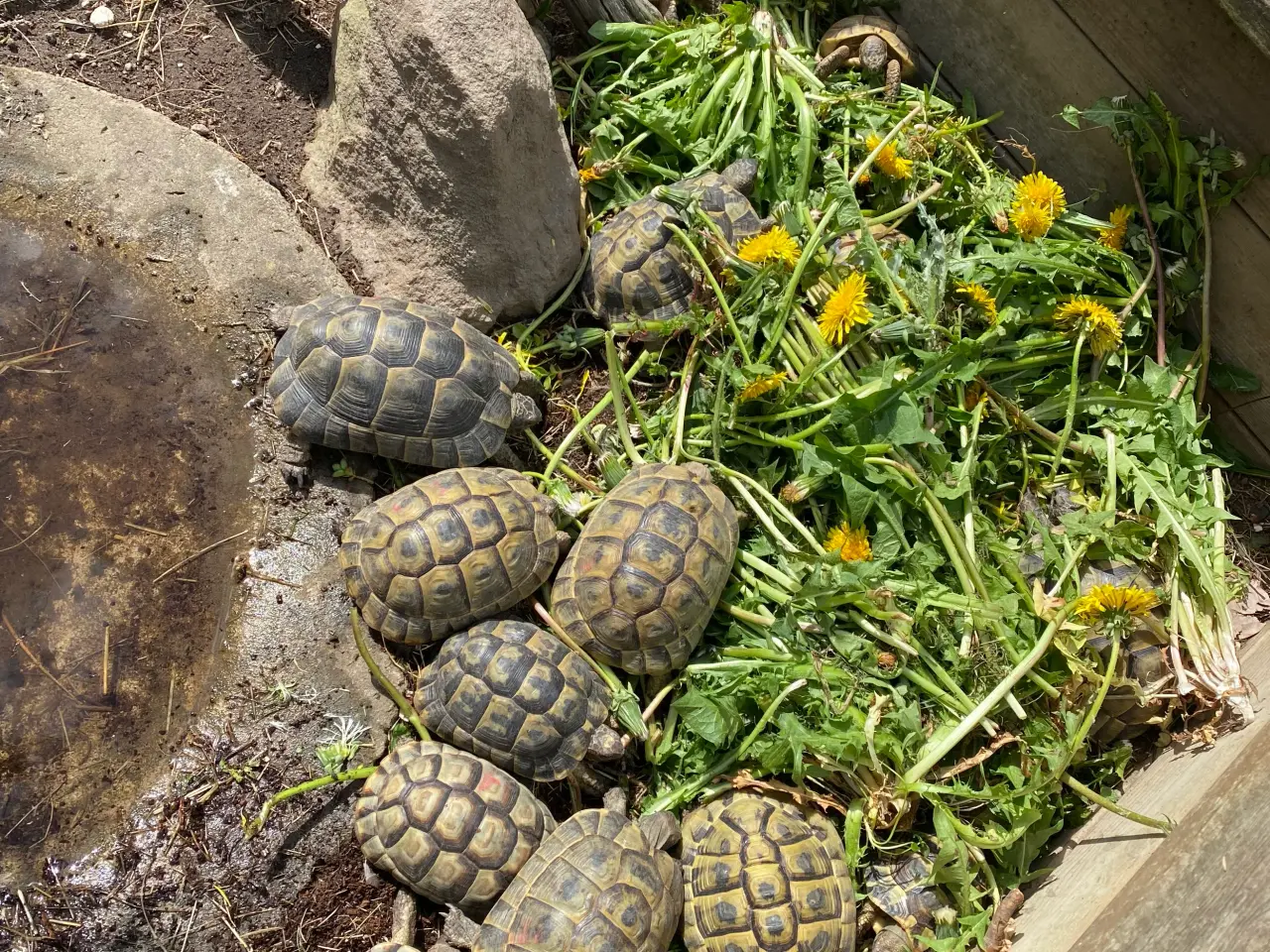 Billede 3 - Skildpadde landskildpadde