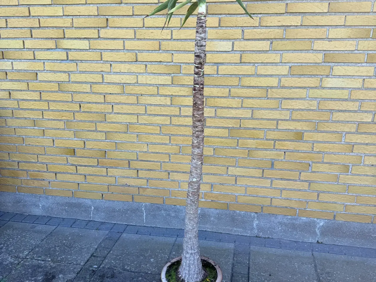 Billede 5 - Yucca palmer