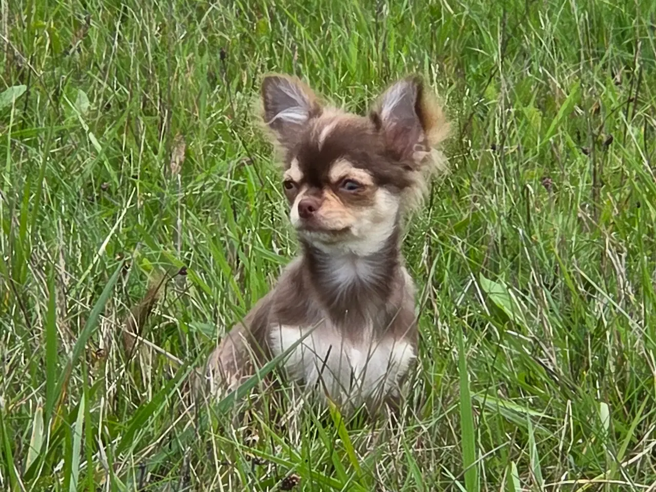 Billede 10 - Langhåret husky-chihuahua. Hun og han.