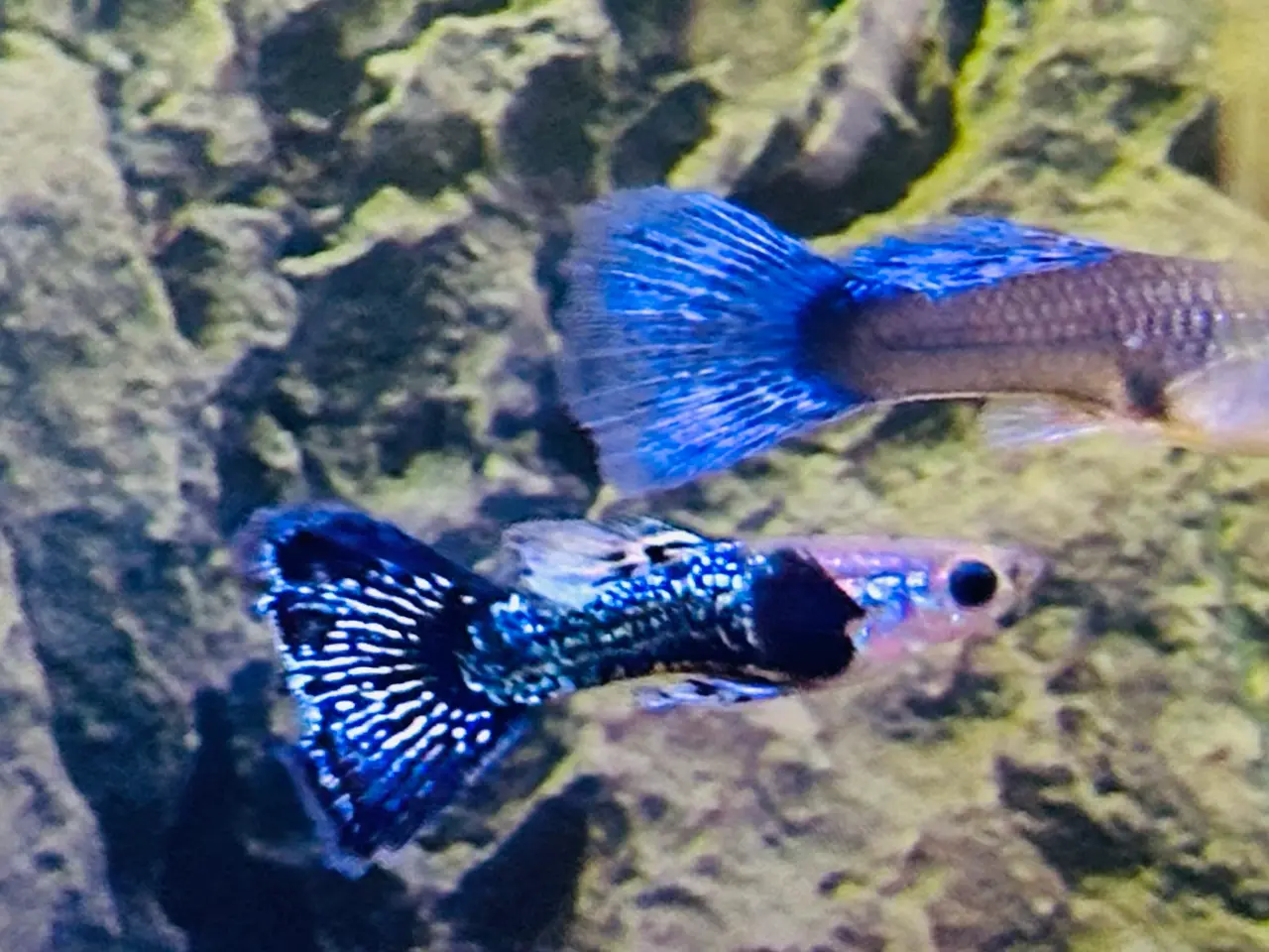 Billede 9 - Renstammede guppyer mange forskellige stammer