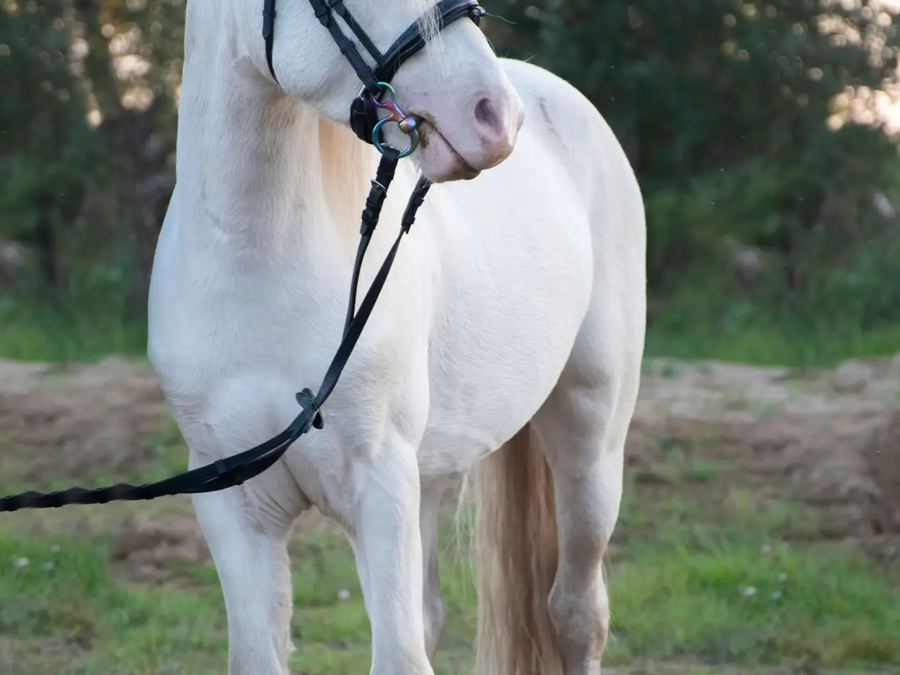 Billede 6 - Cremello hingst