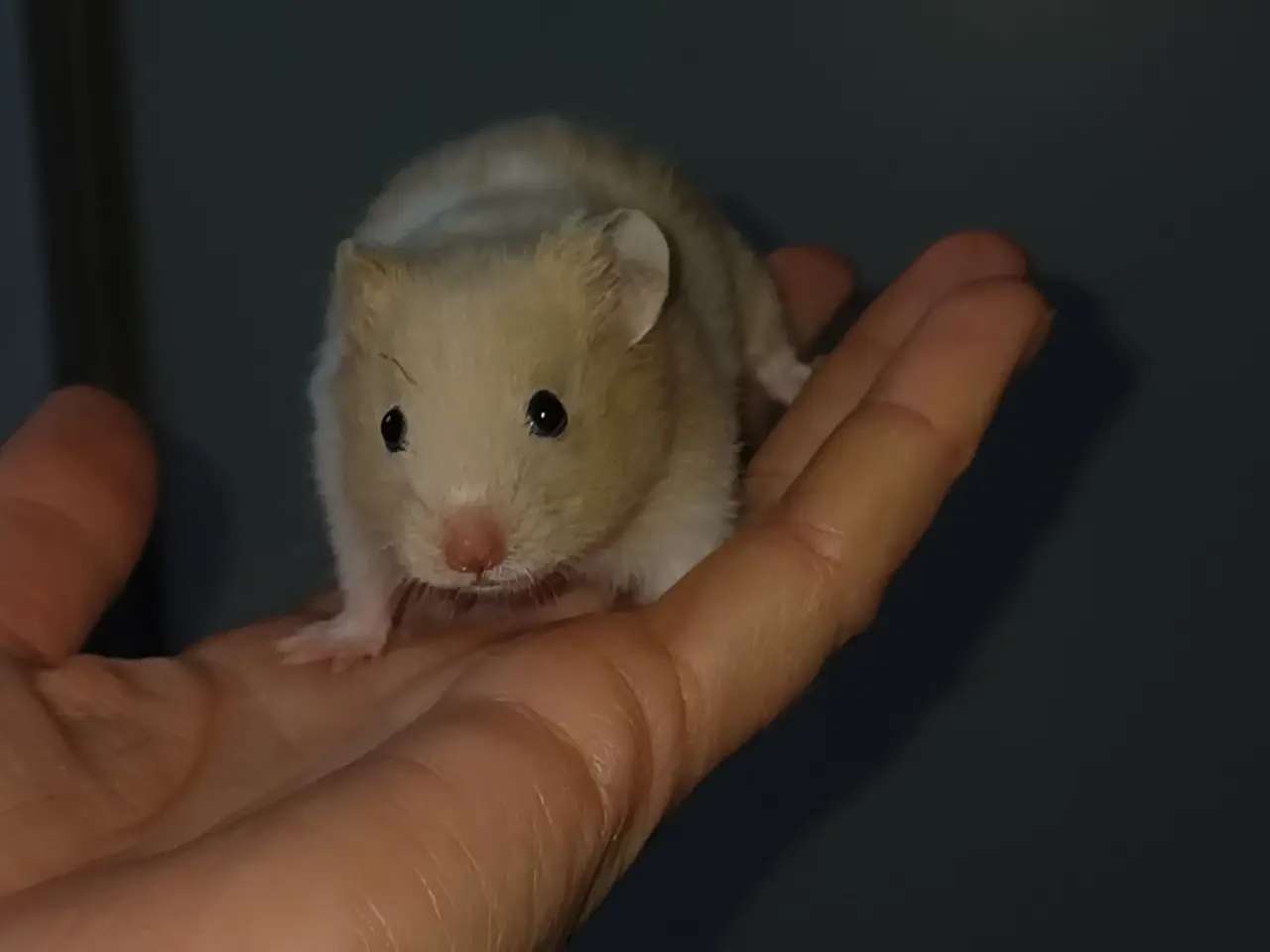 Billede 13 - Guldhamster unger (korthårede)