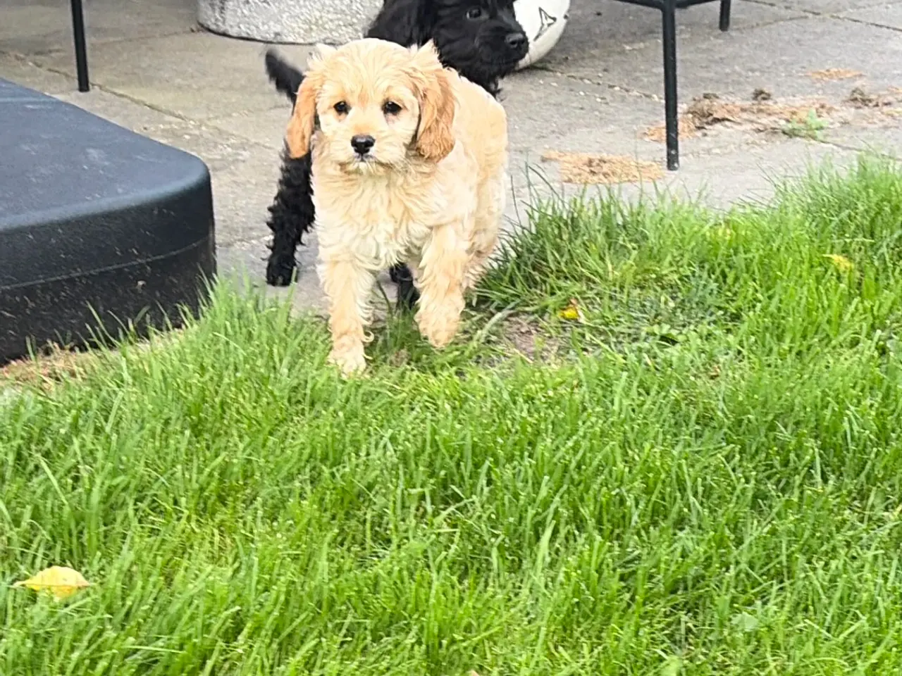 Billede 10 - Den smukkeste F1 Cavapoo dreng tilbage