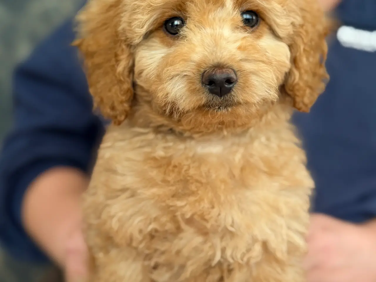 Billede 14 - Goldendoodledoo F1B