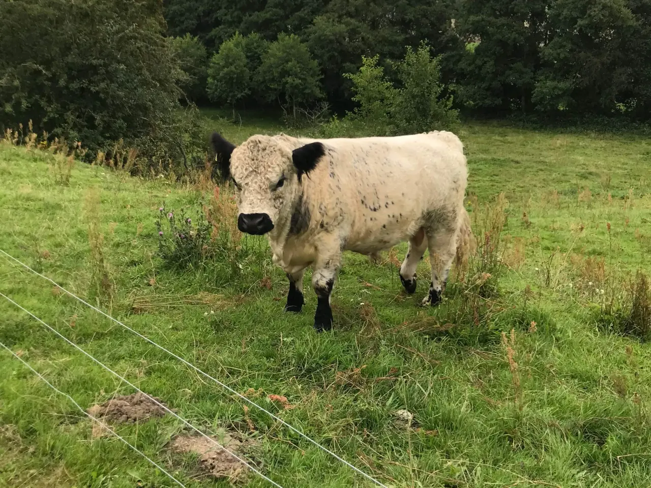Billede 1 - Udlejes Rigtig fin hvid Galloway tyr