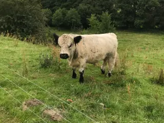 Udlejes Rigtig fin hvid Galloway tyr