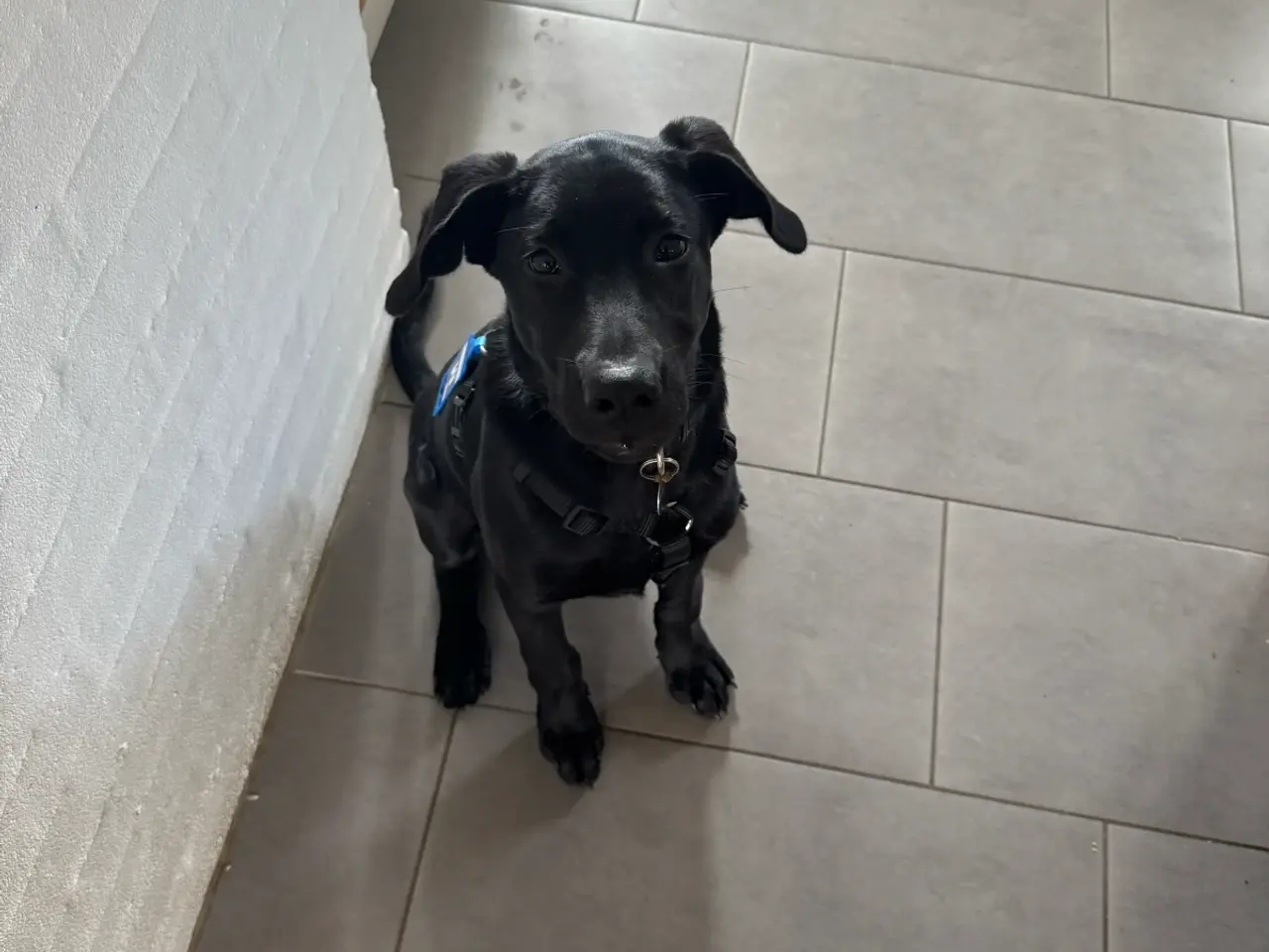 Billede 1 - labrador/malinois-hanhvalp