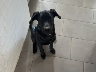 labrador/malinois-hanhvalp 