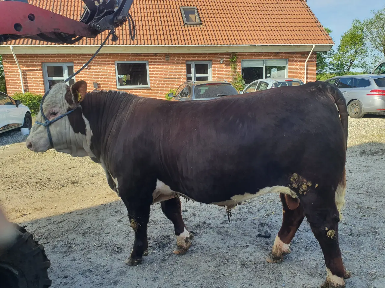 Billede 1 - Herefordtyre Sælges og Udlejes
