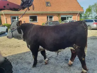 Herefordtyre Sælges og Udlejes