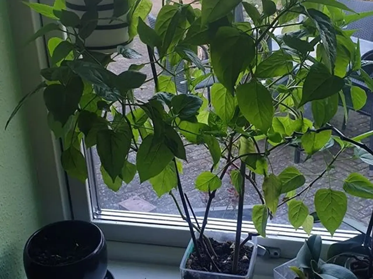 Billede 3 - 40 Mirabelis frø inkl. levering. 