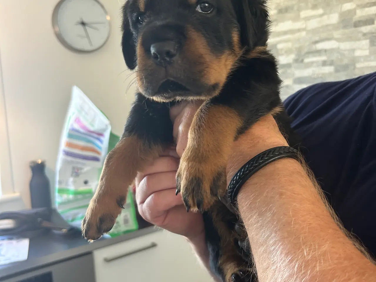 Billede 2 - Rottweiler hvalpe til salg