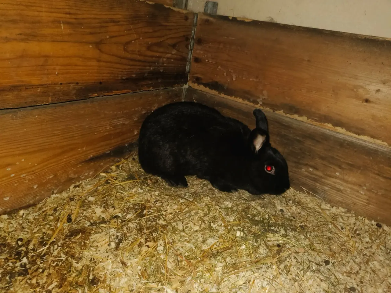Billede 1 - Sød ca.3 årig hun kanin