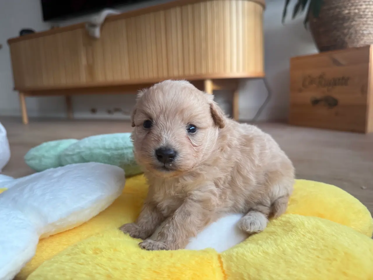Billede 2 - Pomapoo hvalp ❤️