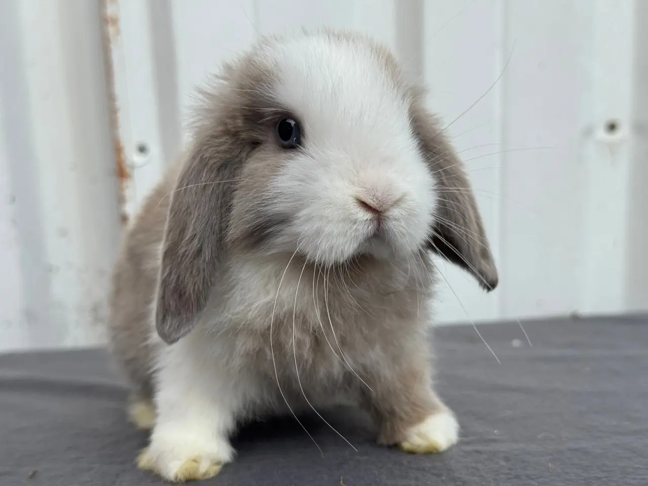 Billede 4 - Mini lop hankanin